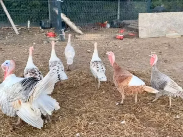 Turkeys — Hungary