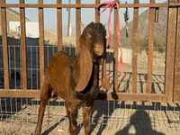 ماعز (دفعة، الجنس غير محدد), Nubian Goat — الصورة 3