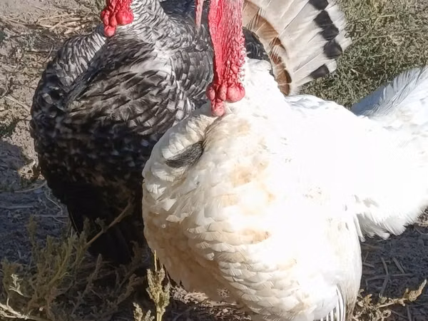 Turkeys — Kyrgyzstan