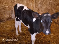 Cow, Russian Black pied cattle — photo 6