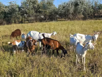 Goat, Nubian Goat — photo 1