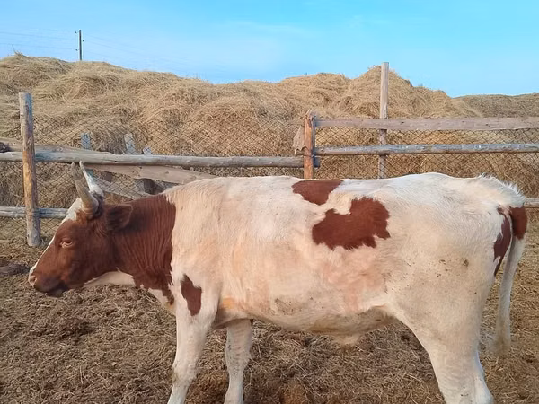 Bull, Simmental cattle — Kazakhstan