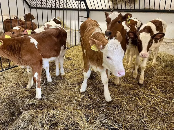 Cow, Simmental cattle — Poland