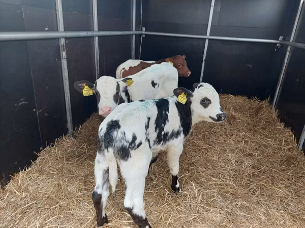 วัวตัวผู้, Simmental cattle