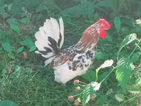 Japonský bantam — foto 3