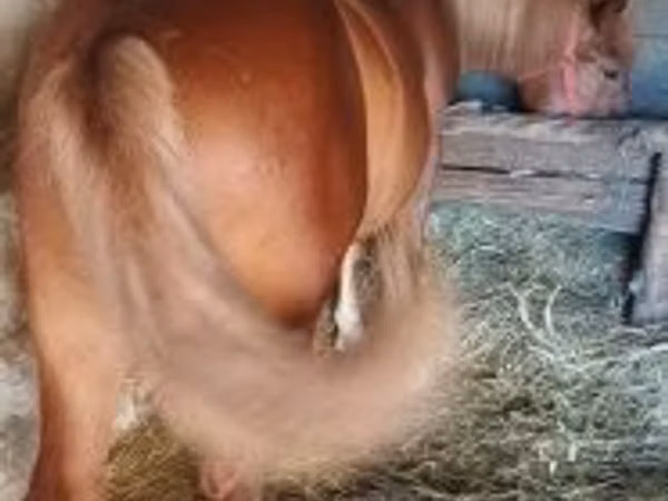 Horse (M), Horses — Hungary