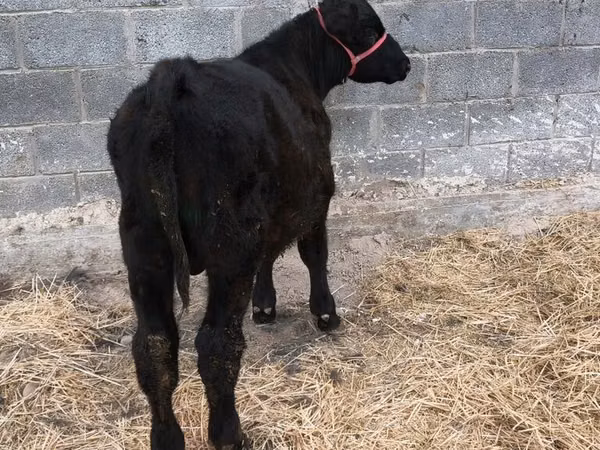 Bull, Aberdeen-Angus