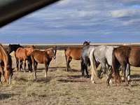 Mare, Horse breed — photo 3