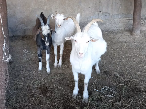 母山羊, Goats — 哈萨克斯坦