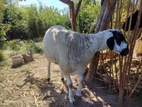 Ram, Blackheaded Persian sheep — photo 8