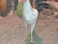 Chickens — foto 1
