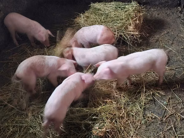 Sow, Pigs — Moldova