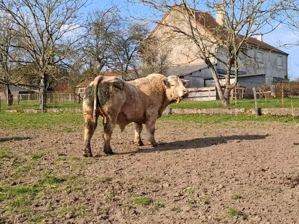 Bull, Charolais cattle — France