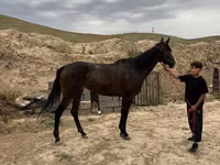 Mare, Thoroughbred horse — photo 2