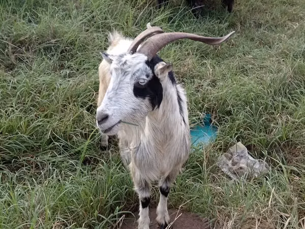 公山羊, Goats