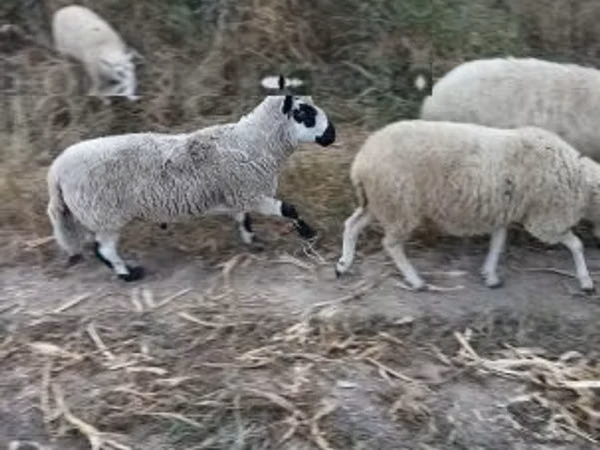 Ram, Cerry Hill sheep — Hungary