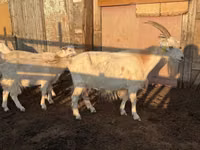 Goat, Saanen goat — photo 2