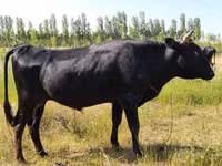 Bovini (lotto, sesso non specificato), Aberdeen Angus — foto 1