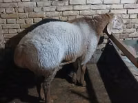 Ram, Sheep — photo 2