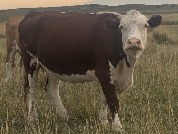 Гов, Latvian Blue cattle — Қазоқистон