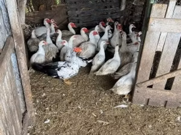 Ducks
