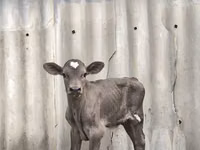 Bou, Swiss cattle — foto 7