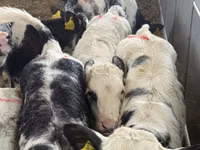 গবাদি পশু (দল, লিঙ্গ উল্লেখ নেই), Simmental cattle — ছবি 6