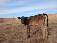 Krowa, Swiss cattle — zdjęcie 1