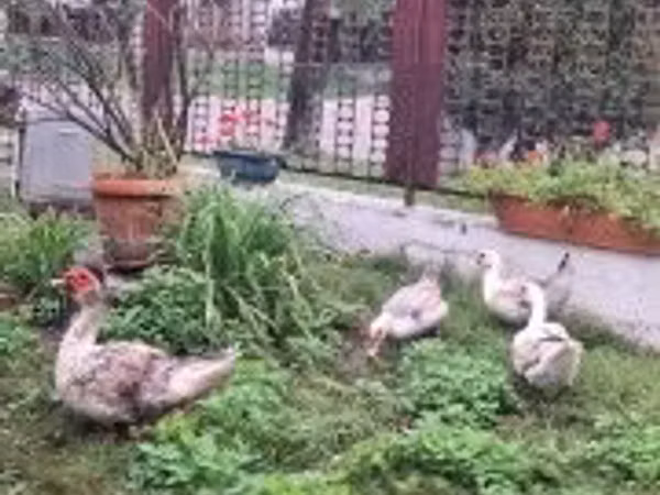 Ducks