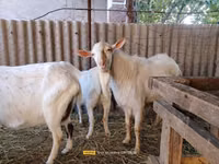 Kozioł, Saanen goat — zdjęcie 4