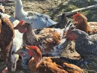 Ducks — عکس 4