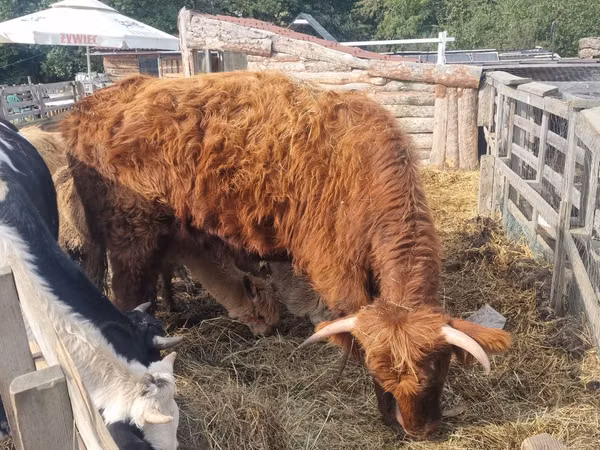 Cow, Highland — Poland