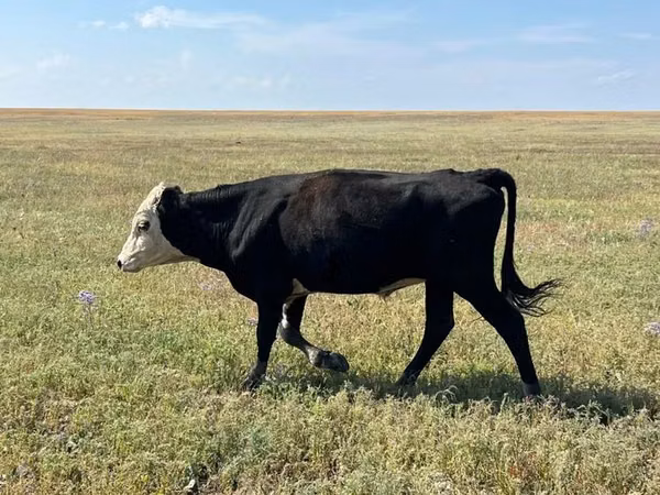 Bull, Kazakh White-headed cow — Kazakhstan