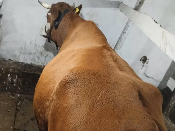 Cow, Latvian Blue cattle