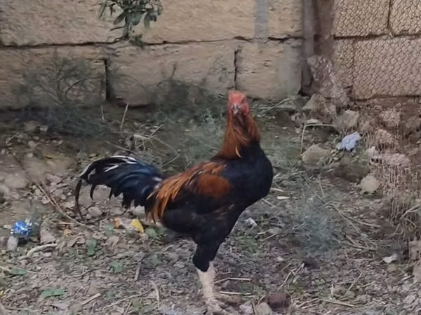 Chickens