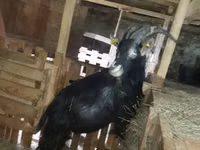 Kambing betina, Alpine goat — foto 3