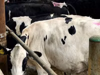 Cow, Holstein breed — photo 3