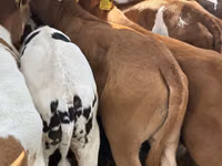 ІҚМ (топ, жынысы көрсетілмеген), Simmental cattle — 3-сурет