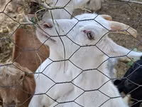 Goats (batch, sex not specified), Saanen goat — photo 5