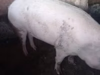 Pigs (batch, sex not specified) — photo 2