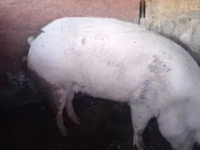 Pigs (batch, sex not specified) — photo 3