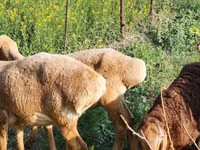 Ovca, Rhon sheep — fotografija 6