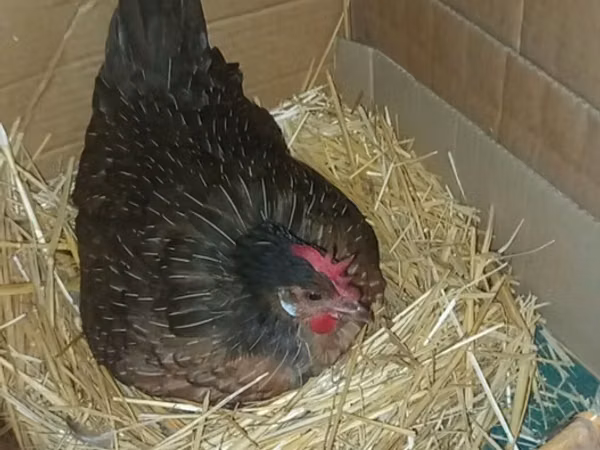 Chickens — Kyrgyzstan
