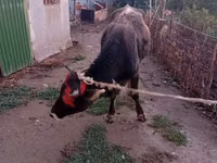 Bull, Swiss cattle — photo 2