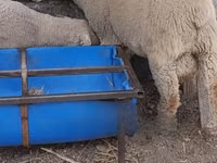 Widder, Merino sheep — Foto 1
