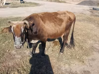 Cattle (batch, sex not specified), Simmental cattle — photo 1
