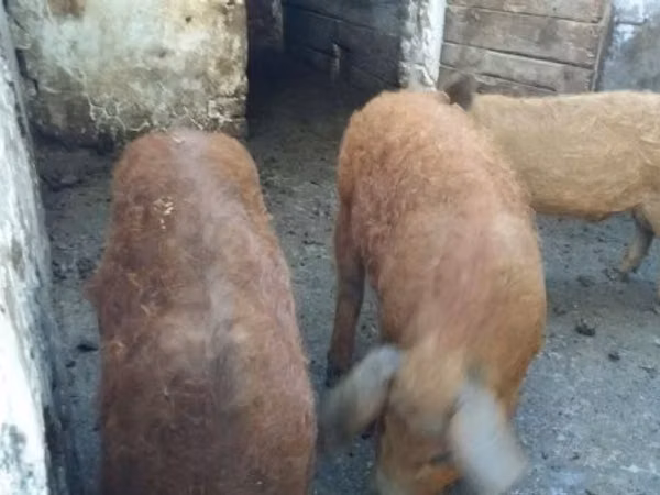 Boar, 