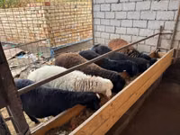Ram, Sheep — photo 2