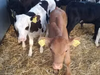 Bydło (partia, płeć nieokreślona), Simmental cattle — zdjęcie 7