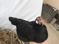 Chickens — photo 4